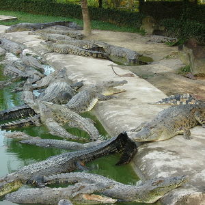 Crocodile Farm 