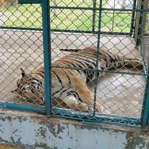 Тигриный зоопарк