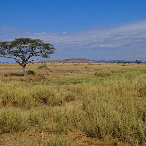 Parque nacional Serengueti