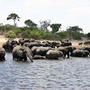 Area di conservazione tranfrontaliera Okavango-Zambesi